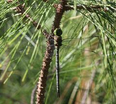 Coryphaeschna ingens