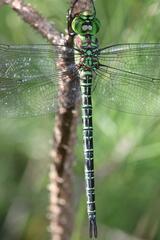 Coryphaeschna ingens