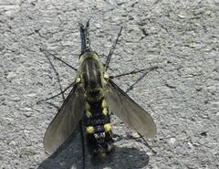 Lepidophora lepidocera