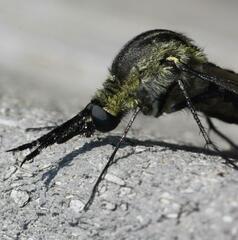 Lepidophora lepidocera