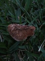 Truncospora ochroleuca