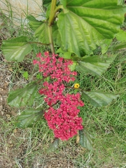 Cissus erosa