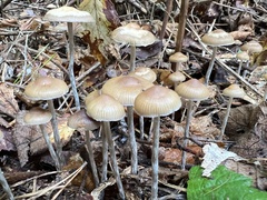 Psilocybe serbica