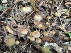 Psilocybe serbica