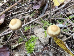 Psilocybe serbica