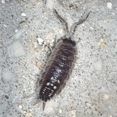 Porcellio ornatus