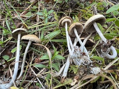 Psilocybe serbica