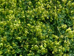 Thalictrum minus