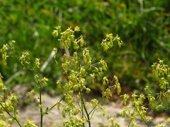 Thalictrum minus