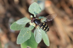 Metasyrphus