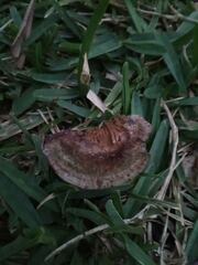 Trametes villosa