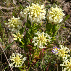 Stackhousia spathulata