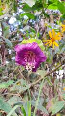 Cobaea scandens