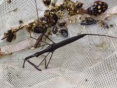 Ranatra quadridentata