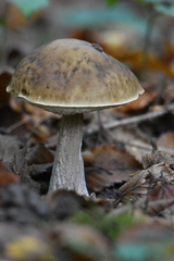 Leccinellum pseudoscabrum