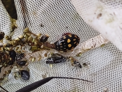 Thermonectus marmoratus