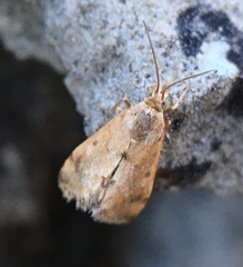 Tegostoma comparalis