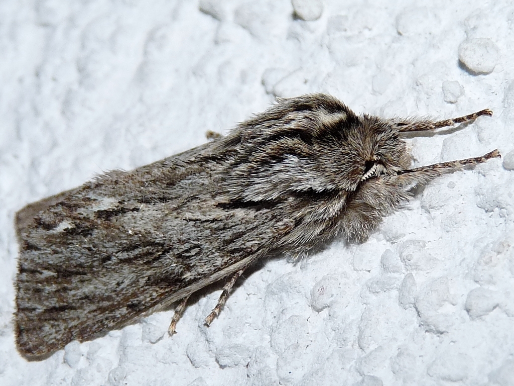 Asteroscopus