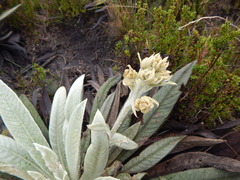 Espeletia