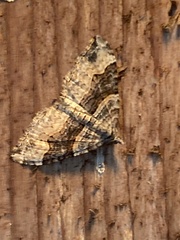 Xanthorhoe