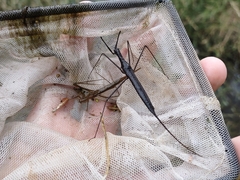 Ranatra quadridentata