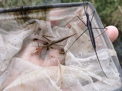 Ranatra quadridentata