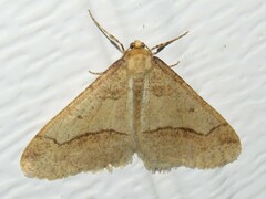 Erannis tiliaria