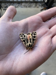 Apantesis parthenice