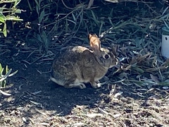 Sylvilagus audubonii
