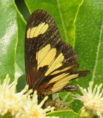 Acraea cabira
