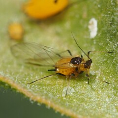 Aphis nerii