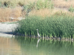 Ardea herodias