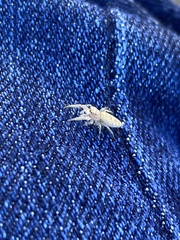 Hentzia mitrata
