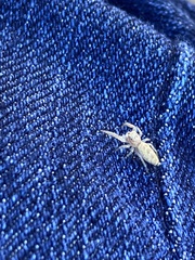 Hentzia mitrata