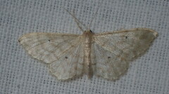 Idaea fuscovenosa
