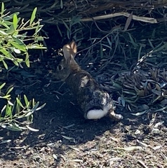 Sylvilagus audubonii