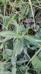 Hygrophila pogonocalyx