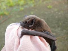 Nyctalus noctula