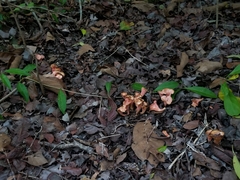 Cantharellus coccolobae