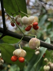 Euonymus fortunei