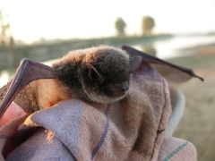 Myotis daubentonii