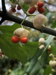 Euonymus fortunei