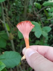 Cantharellus coccolobae