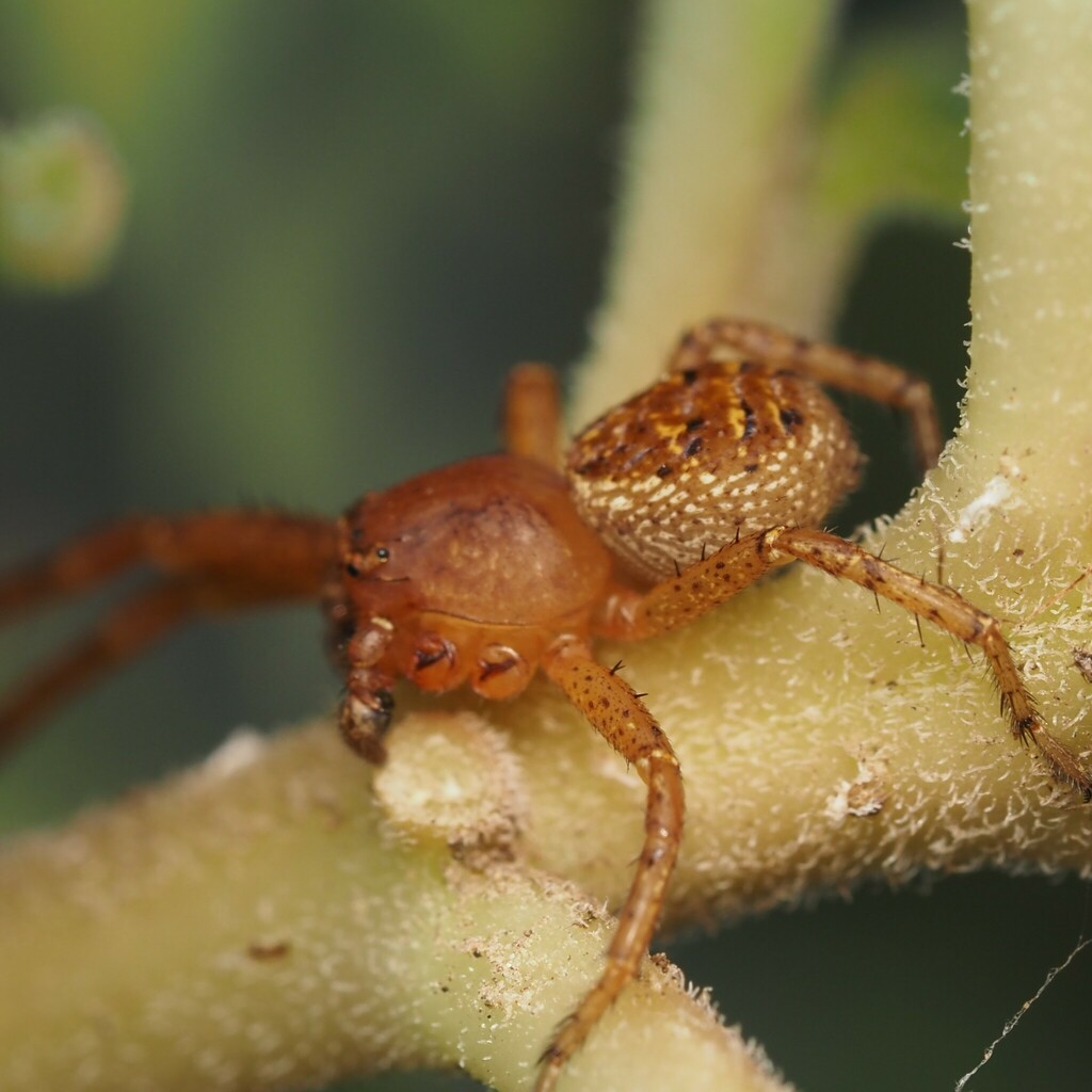 Crab Spiders from Erath County, TX, USA on November 02, 2022 at 04:59 ...