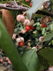 Euonymus fortunei