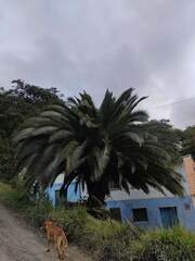 Phoenix canariensis