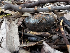 Pisolithus arhizus