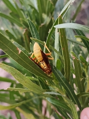Polistes flavus