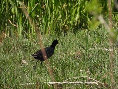 Fulica rufifrons