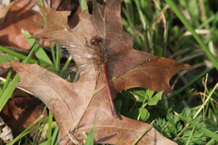 Sympetrum vicinum